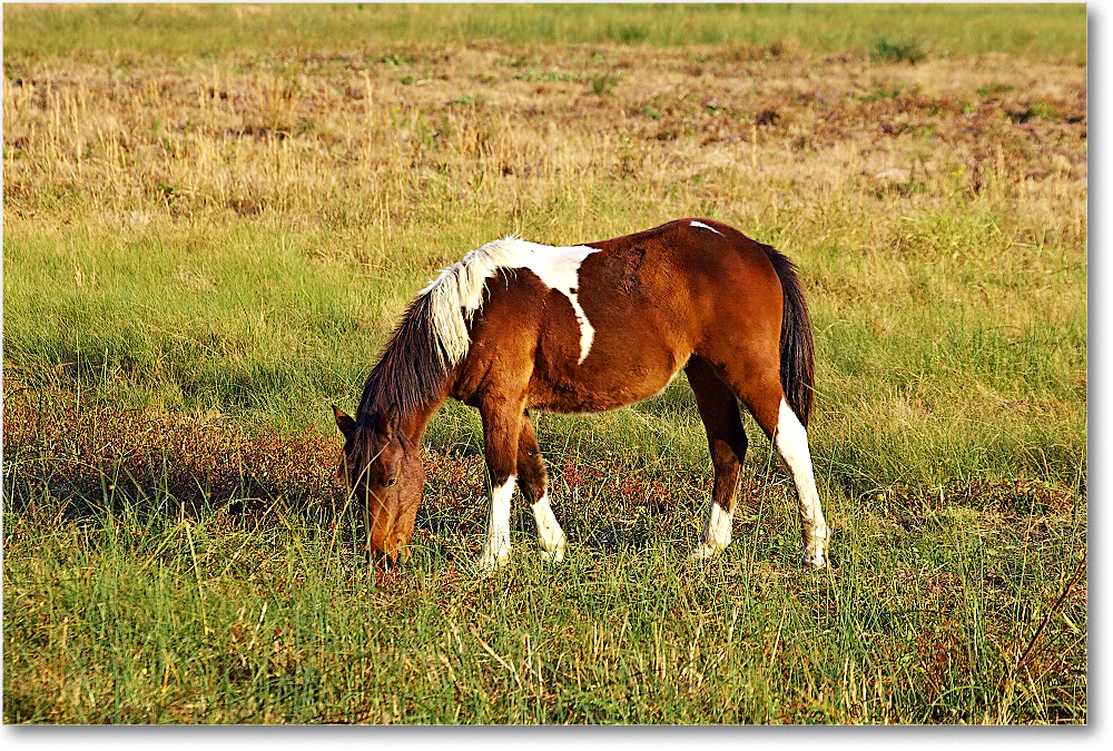 Pony_ChincoNWR_2007Nov_Y2F4723 copy