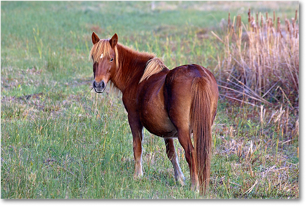 Pony_ChincoNWR_2007Nov_Y2F4725 copy