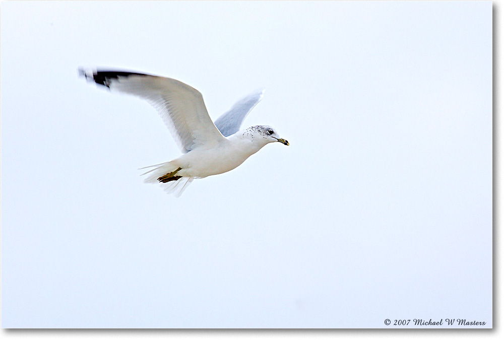 RingbillGull_Assateague_2007Nov_Y2F5086 copy