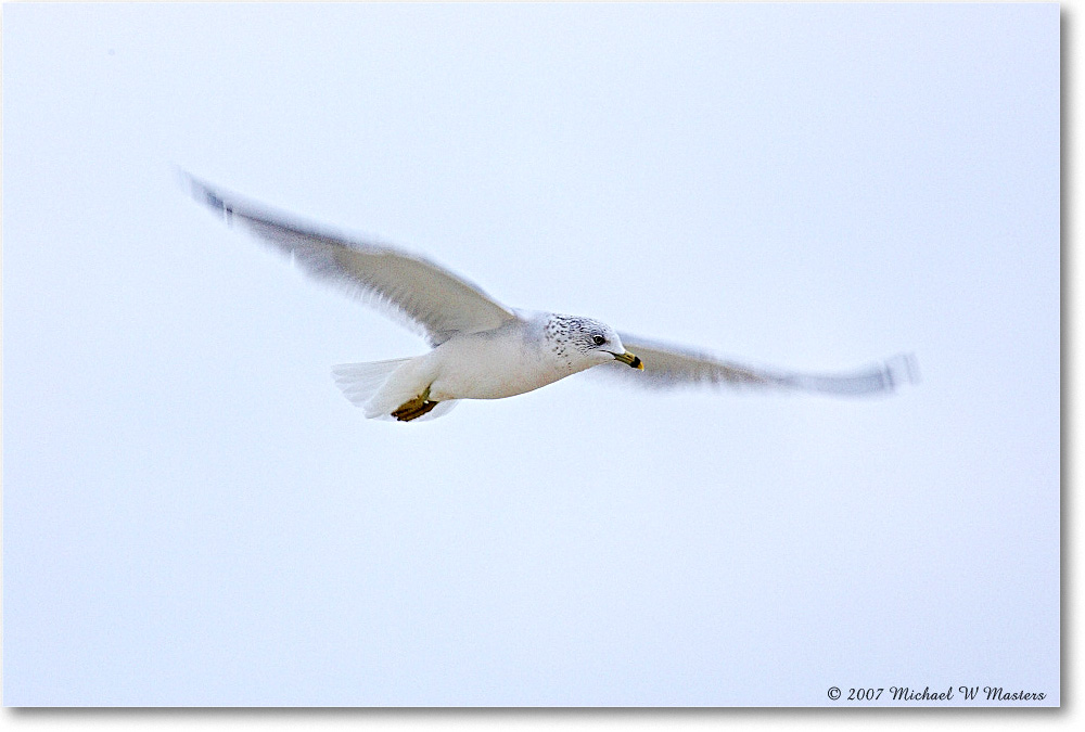 RingbillGull_Assateague_2007Nov_Y2F5100 copy