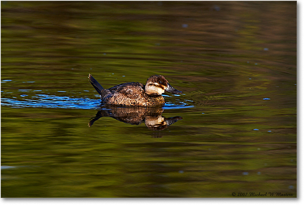 RuddyDuck_ChincoNWR-wll_2007Nov_E0K1982 copy