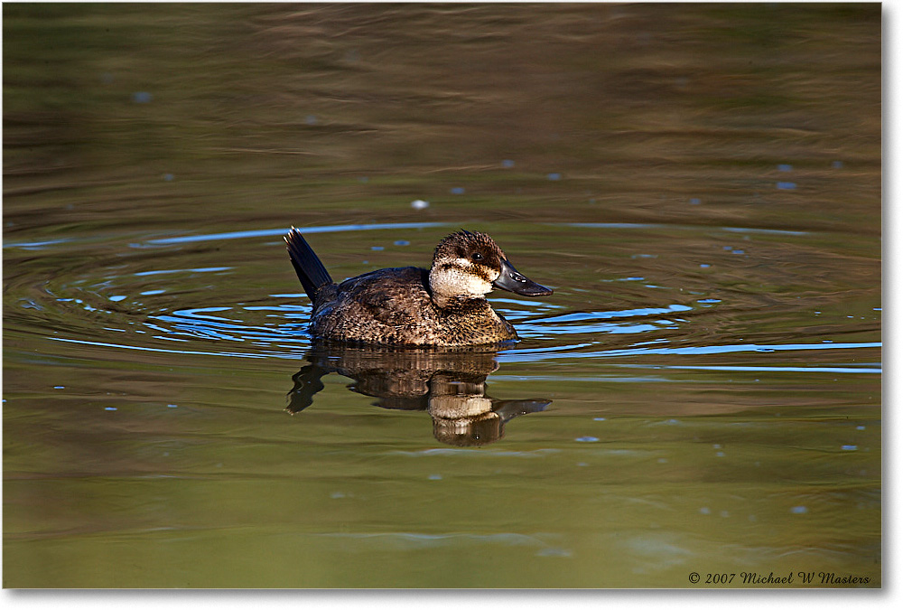 RuddyDuck_ChincoNWR-wll_2007Nov_E0K1986 copy