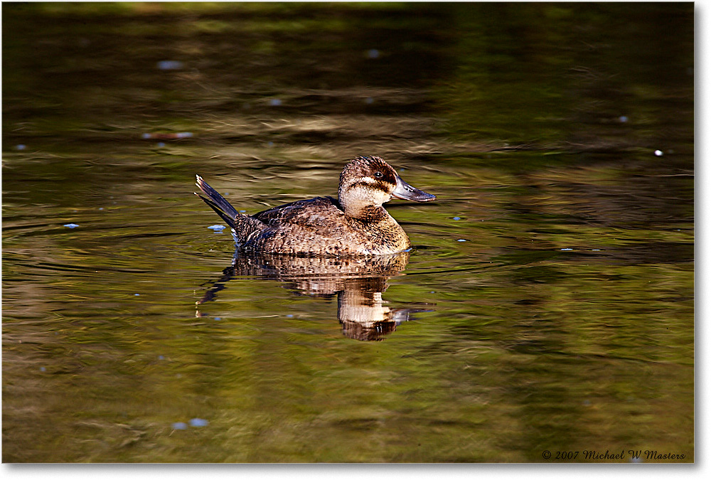 RuddyDuck_ChincoNWR-wll_2007Nov_E0K1989 copy