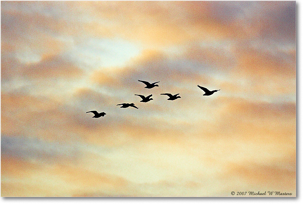 SnowGeese_ChincoNWR-sc_2007Nov_Y2F4801 copy