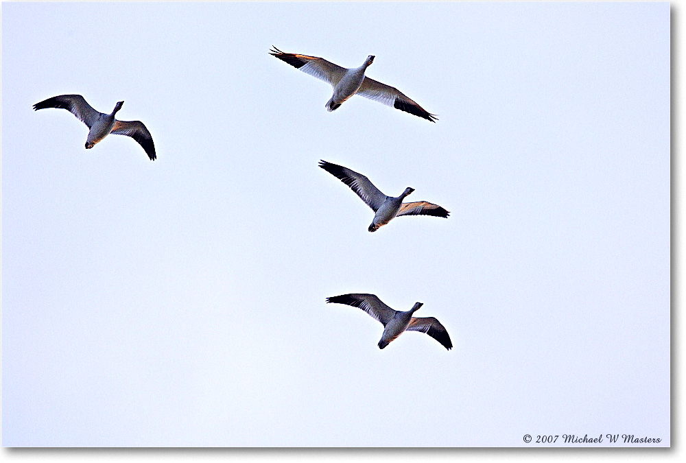 SnowGeese_ChincoNWR-sc_2007Nov_Y2F4822 copy