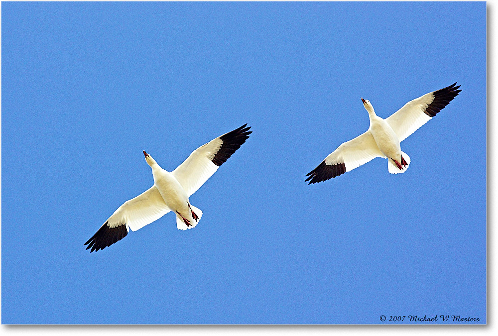SnowGeese_ChincoNWR-sc_2007Nov_Y2F4965 copy
