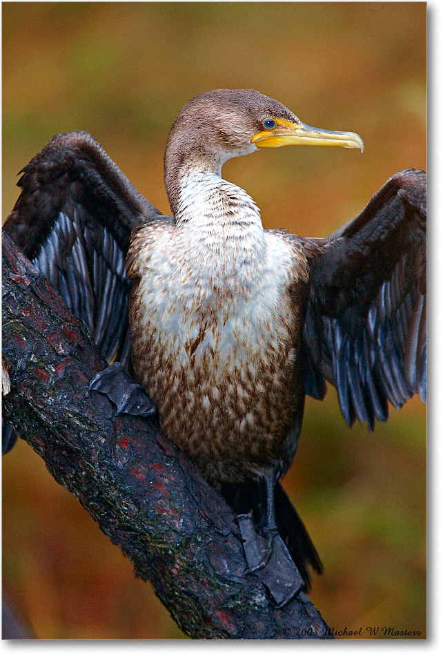 Cormorant_ChincoNWR-ea_2008Nov1S3A0810 copy