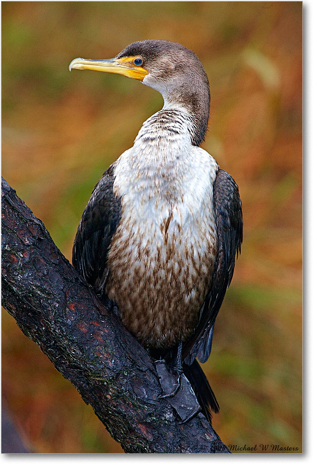 Cormorant_ChincoNWR-ea_2008Nov1S3A0852 copy