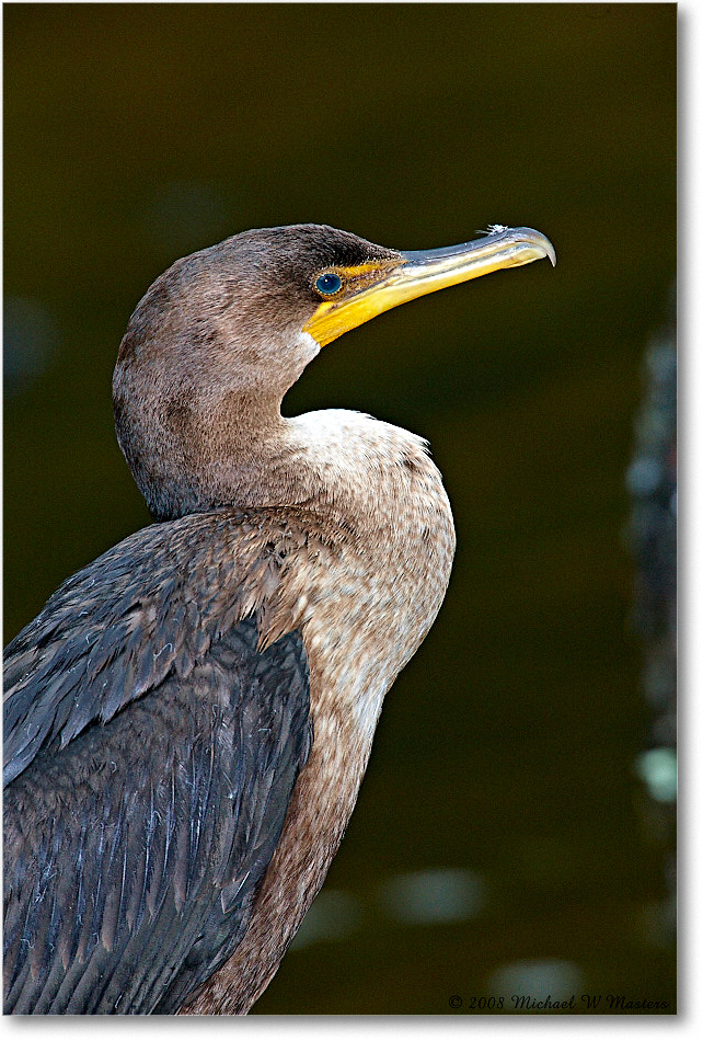 Cormorant_ChincoNWR-ea_2008Nov1S3A0901 copy