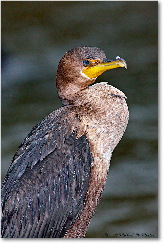 Cormorant_ChincoNWR-ea_2008Nov1S3A0926 copy