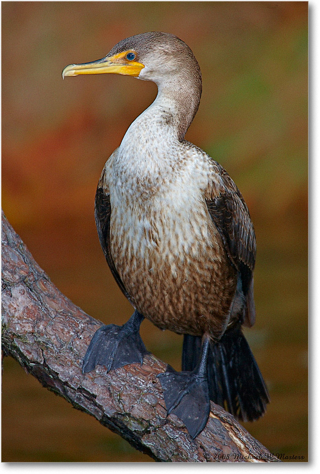 Cormorant_ChincoNWR-ea_2008Nov1S3A0950 copy
