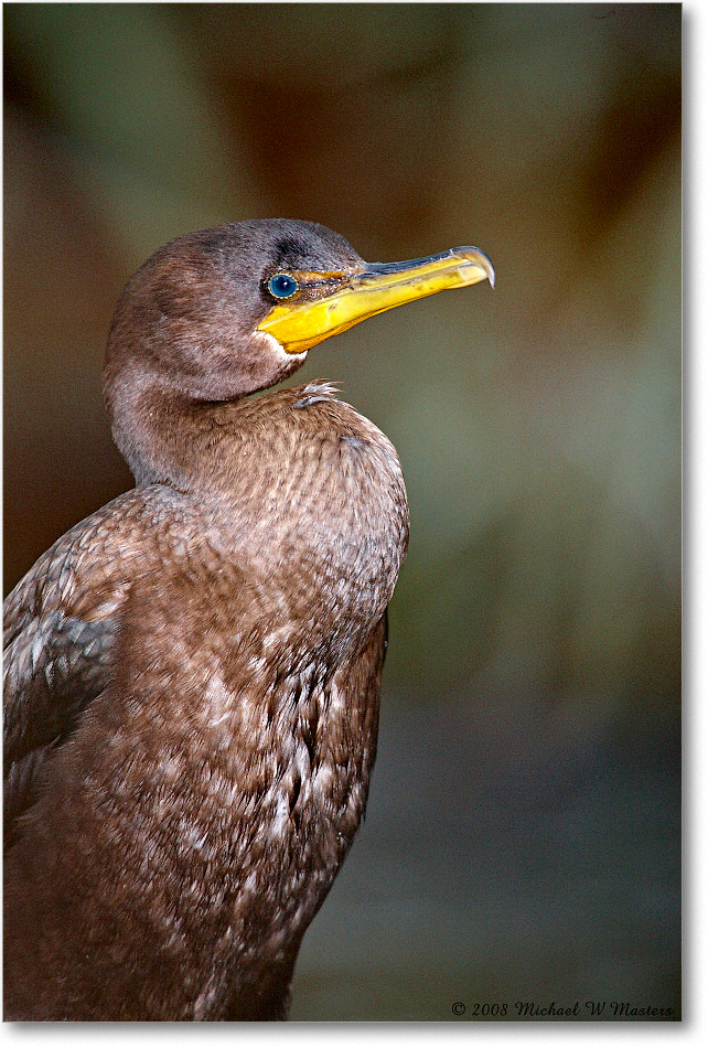 Cormorant_ChincoNWR-ea_2008Nov1S3A0967 copy