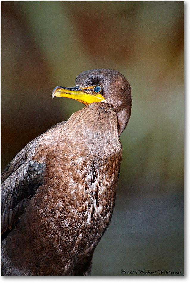 Cormorant_ChincoNWR-ea_2008Nov1S3A0968 copy