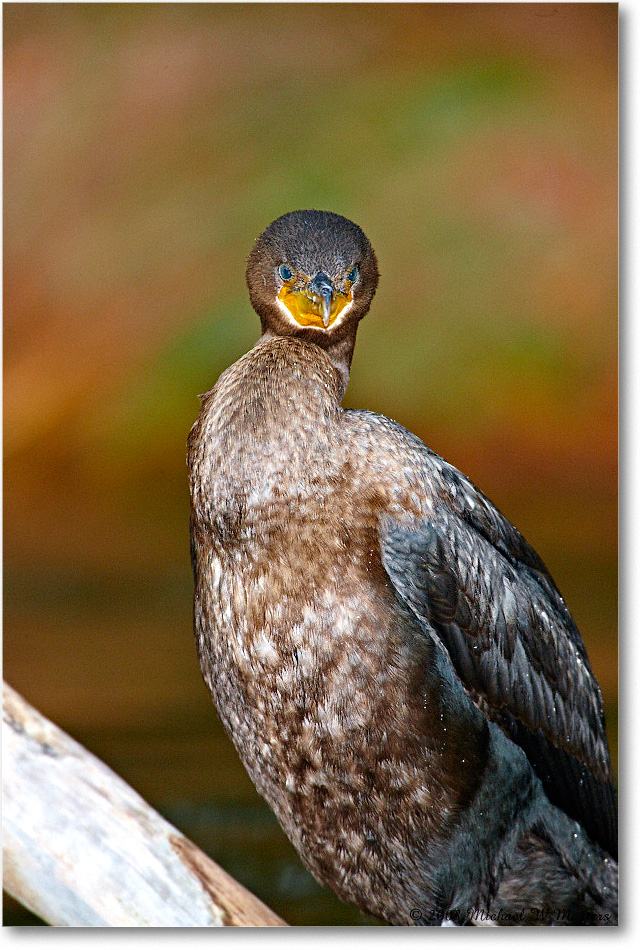 Cormorant_ChincoNWR-ea_2008Nov1S3A1024 copy