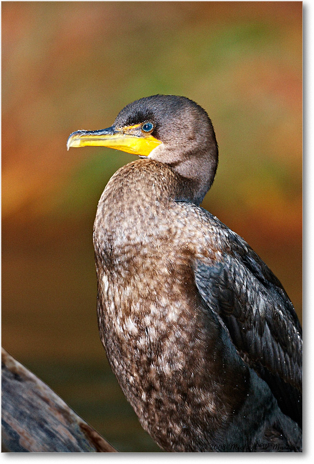 Cormorant_ChincoNWR-ea_2008Nov1S3A1041 copy
