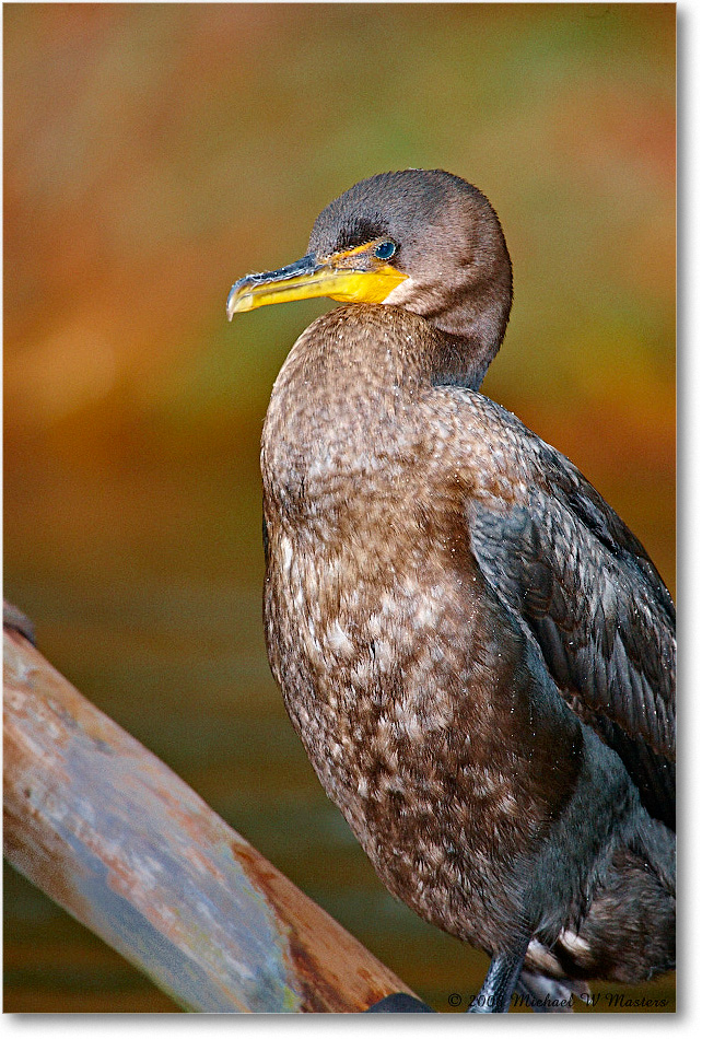 Cormorant_ChincoNWR-ea_2008Nov1S3A1045 copy