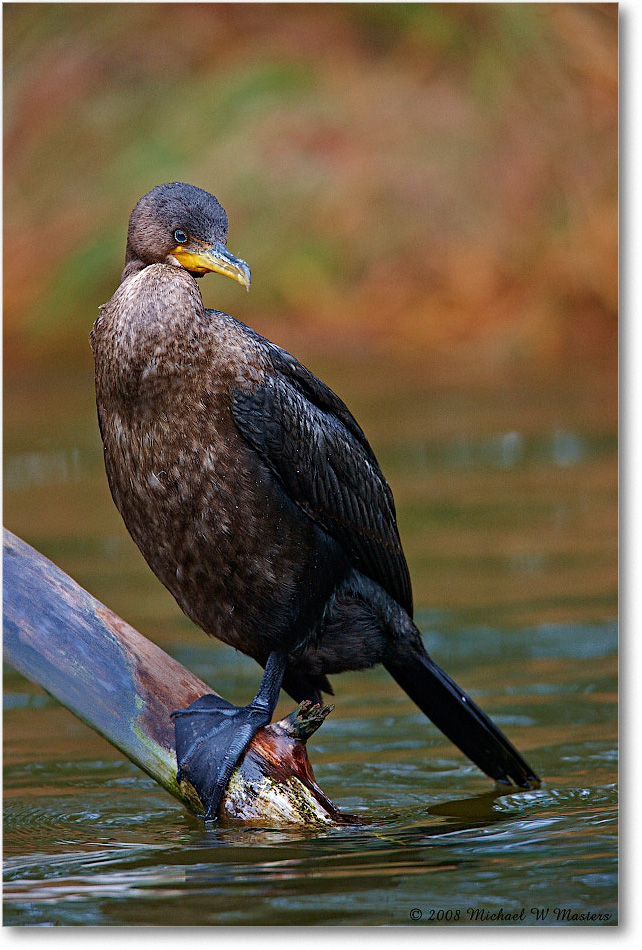 Cormorant_ChincoNWR-ea_2008Nov1S3A1071 copy