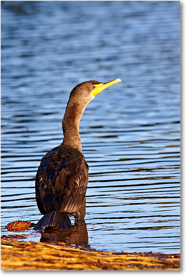 Cormorant_ChincoNWR-ea_2008Nov1S3A2207 copy