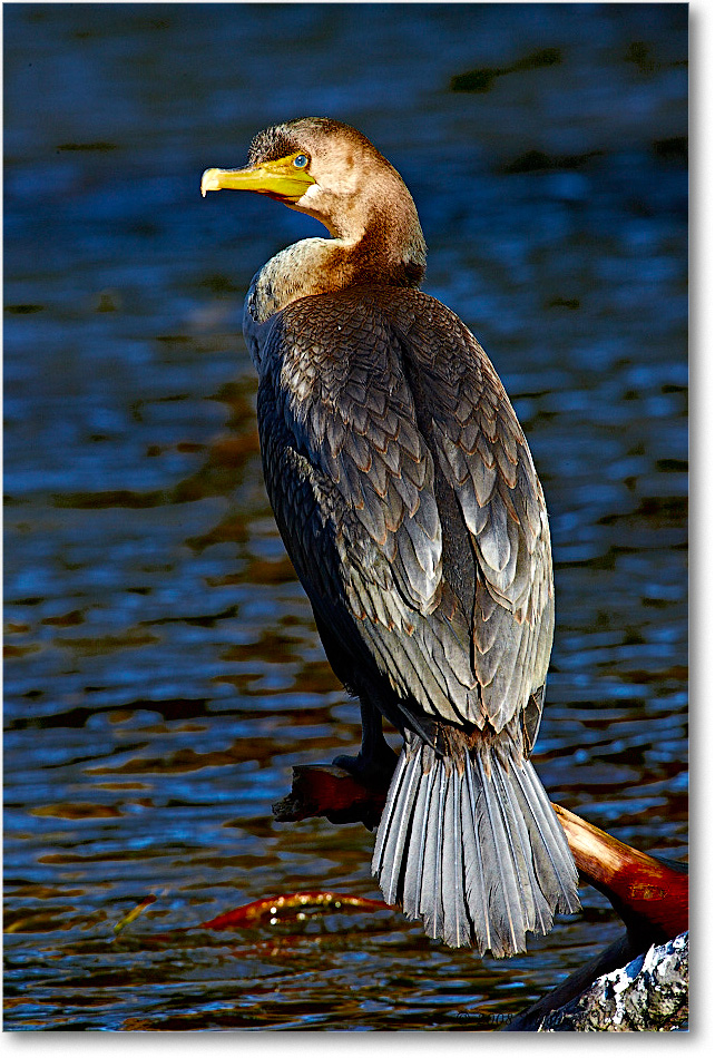 Cormorant_ChincoNWR-ea_2008Nov1S3A2388 copy