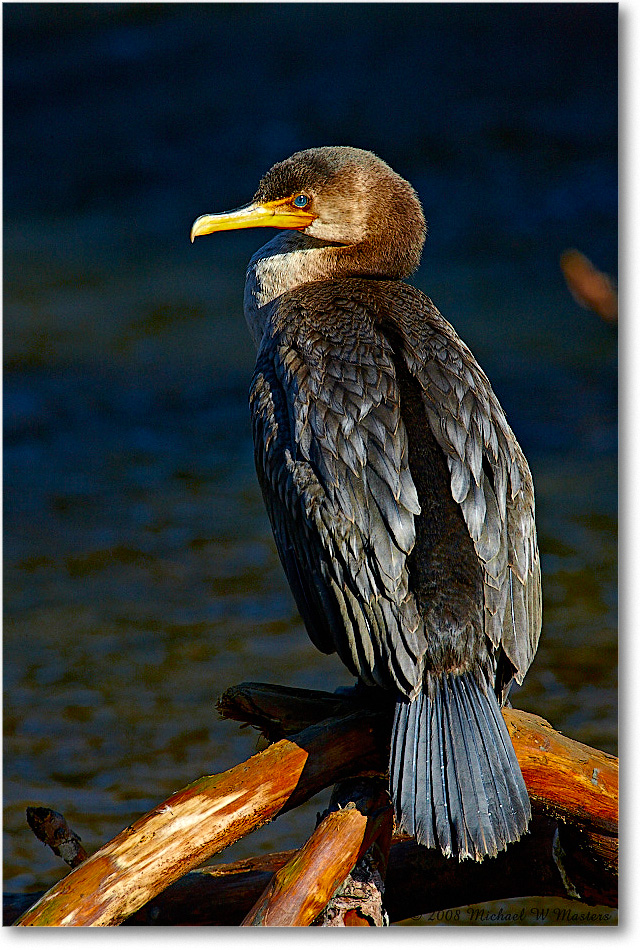 Cormorant_ChincoNWR-ea_2008Nov1S3A2406 copy