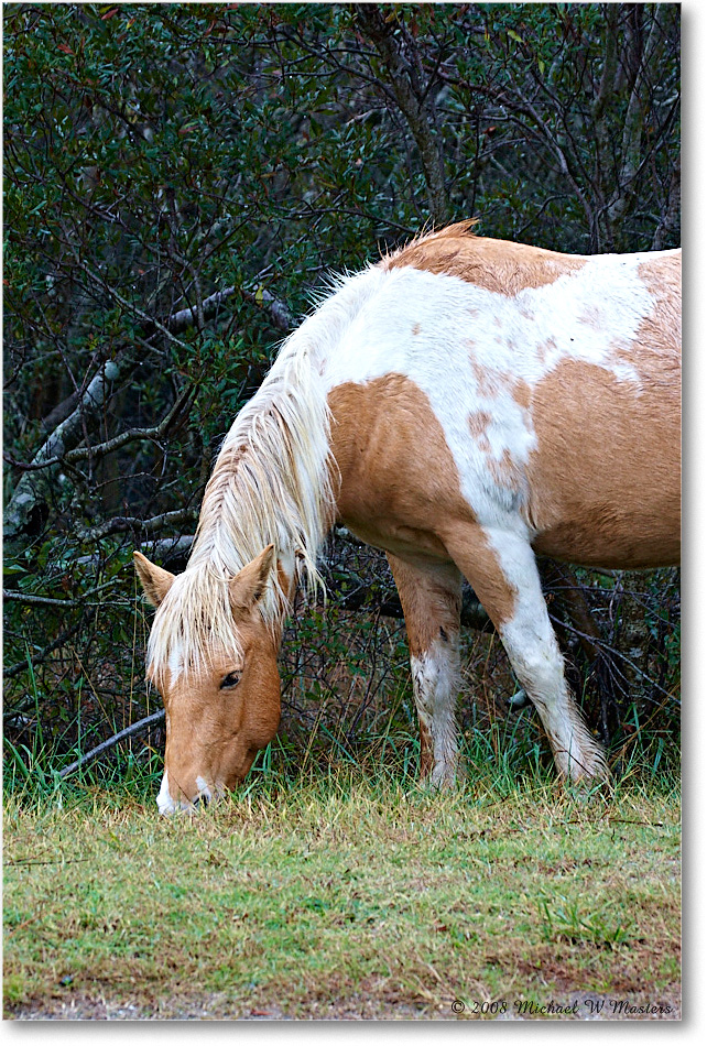 Pony_ChincoNWR-ea_2008Nov1D3A5344 copy