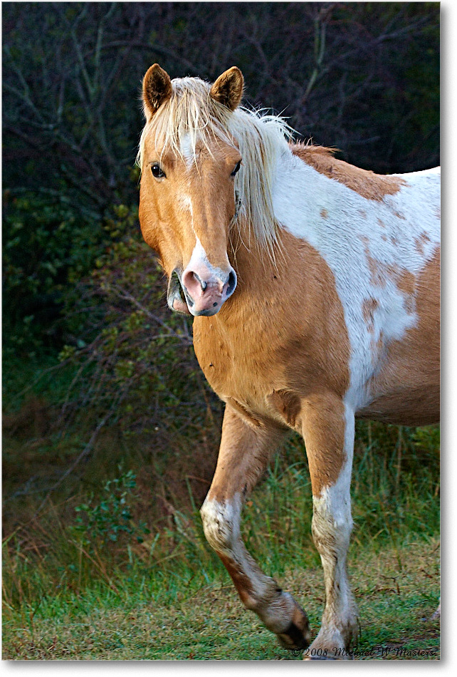 Pony_ChincoNWR-ea_2008Nov1D3A5357 copy