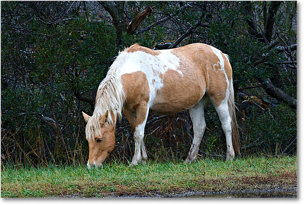 Pony_ChincoNWR-ea_2008Nov1D3A5373 copy
