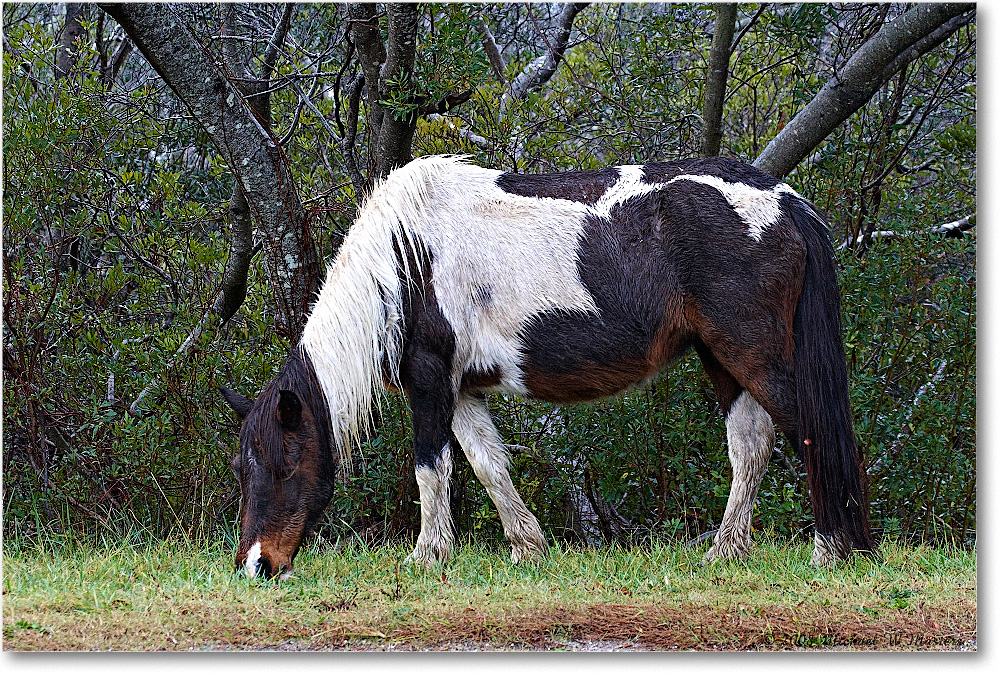 Pony_ChincoNWR-ea_2008Nov1D3A5375 copy