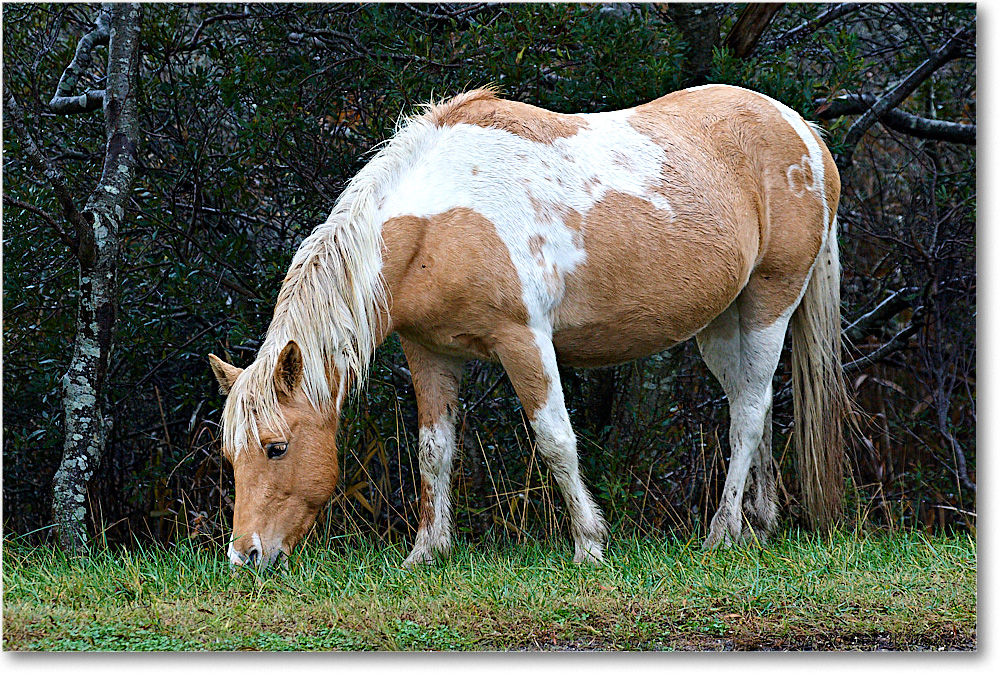 Pony_ChincoNWR-ea_2008Nov1D3A5376 copy