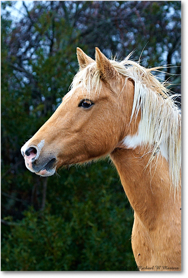 Pony_ChincoNWR-ea_2008Nov1D3A5394 copy