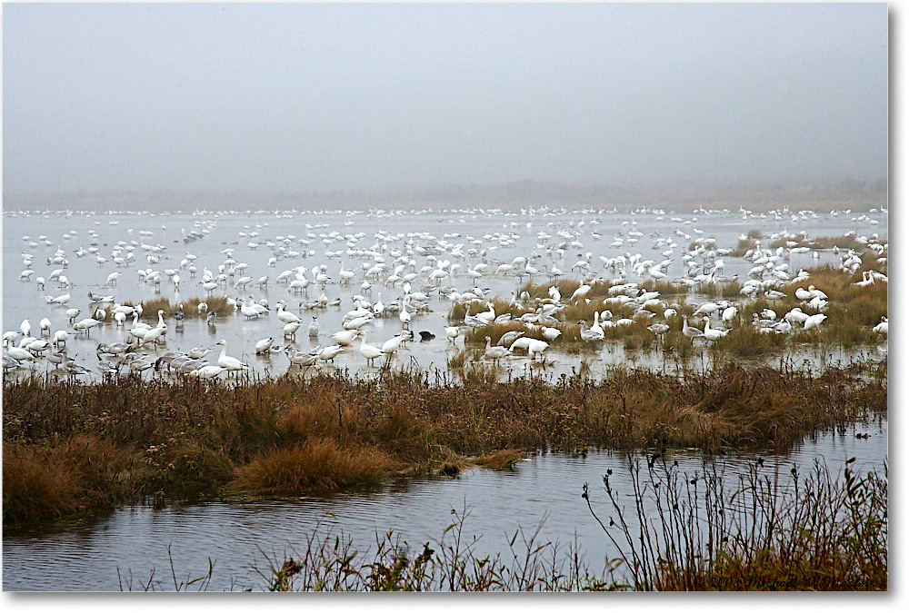 SnowGeese_ChincoNWR-wll_2008NovVE0K9369 copy