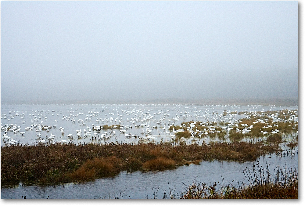 SnowGeese_ChincoNWR-wll_2008NovVE0K9376 copy