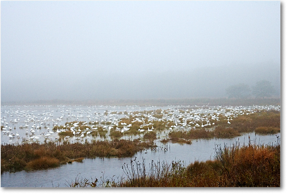 SnowGeese_ChincoNWR-wll_2008NovVE0K9377 copy