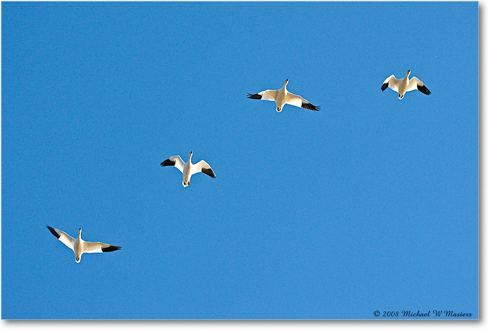 SnowGooseFlight_ChincoNWR_2008Nov1D3A5453 copy