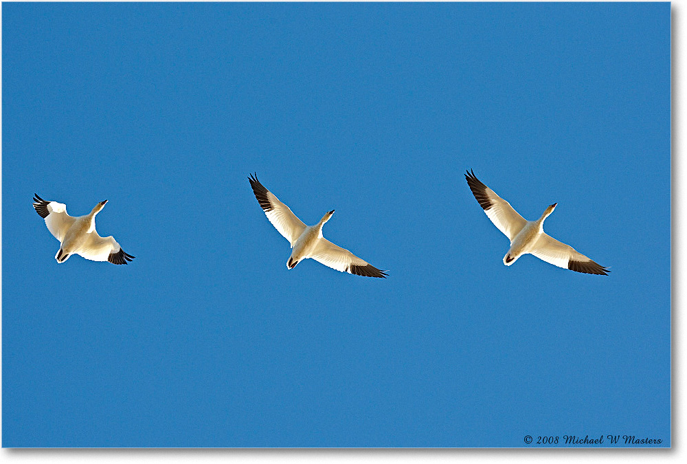 SnowGooseFlight_ChincoNWR_2008Nov1D3A5466 copy