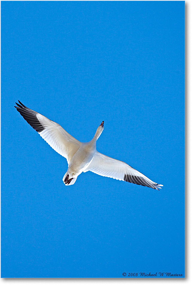 SnowGooseFlight_ChincoNWR_2008Nov1D3A5532 copy