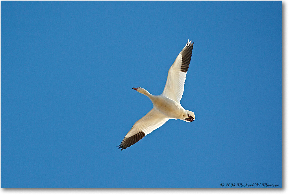 SnowGooseFlight_ChincoNWR_2008Nov1D3A5533 copy