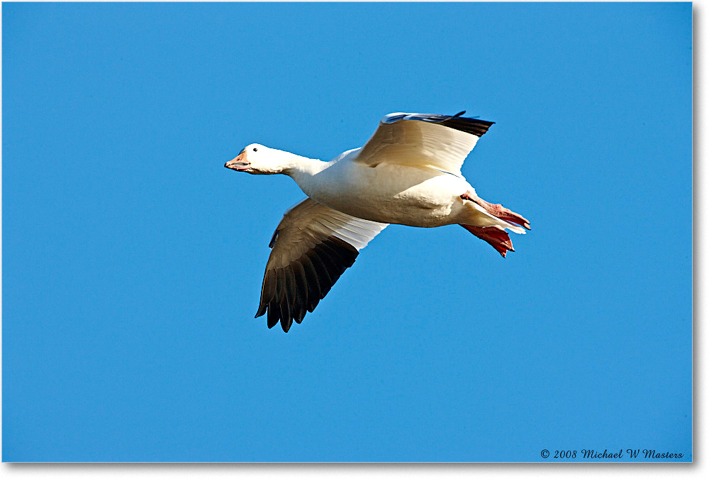 SnowGooseFlight_ChincoNWR_2008Nov1S3A2291 copy