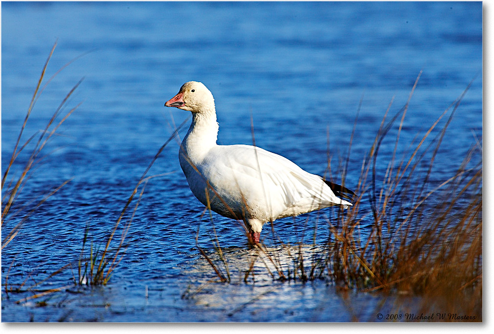 SnowGoose_ChincoNWR-wll_2008Nov1S3A2312 copy