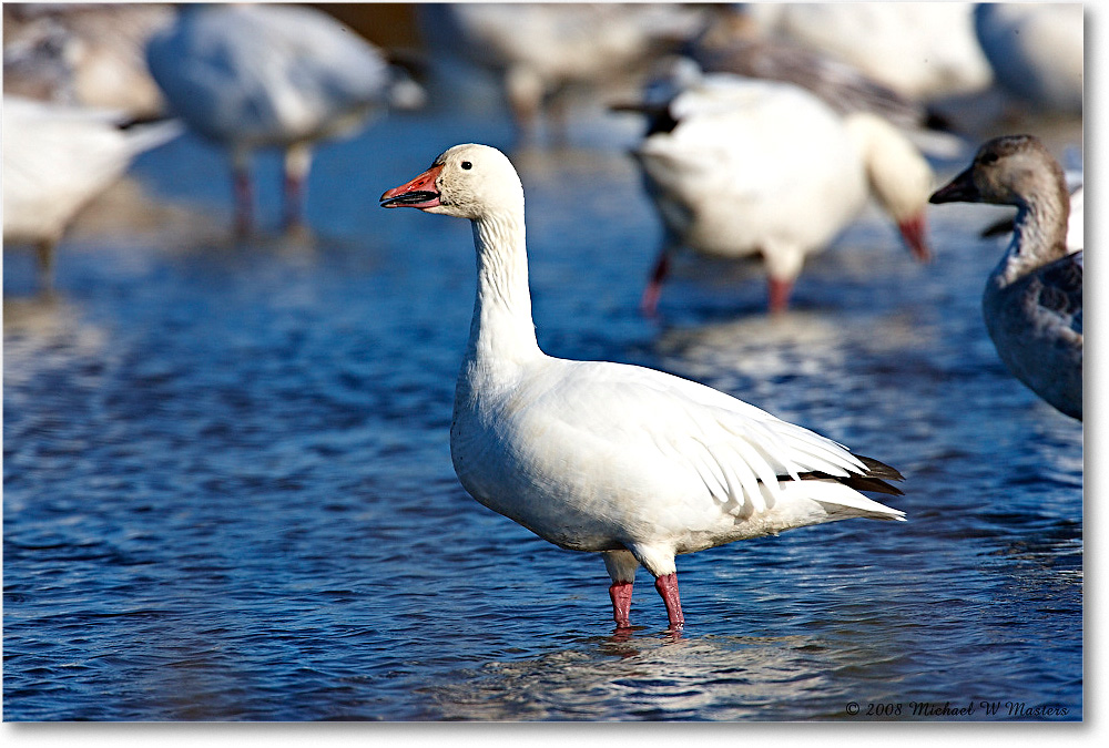 SnowGoose_ChincoNWR-wll_2008Nov1S3A2318 copy