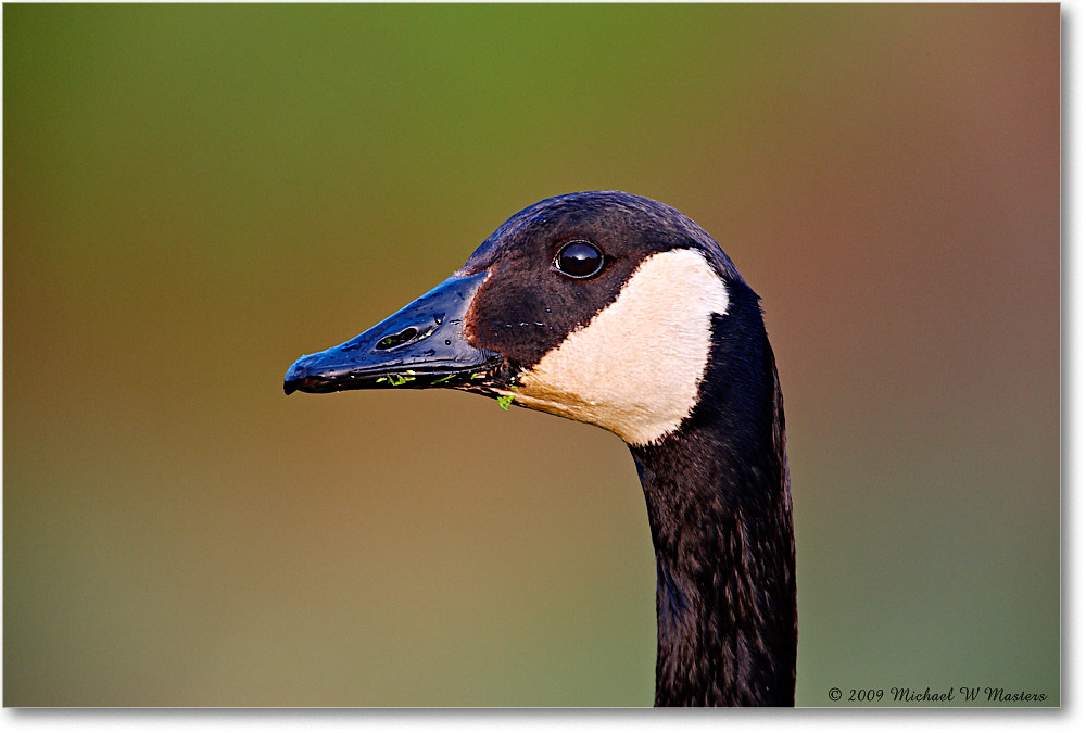 CanadaGoose_ChincoNWR_2009May_1S3A0113 copy
