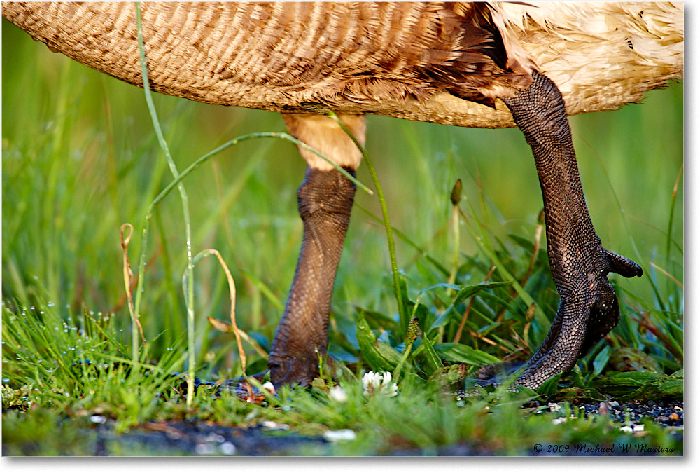 CanadaGoose_ChincoNWR_2009May_1S3A0114 copy