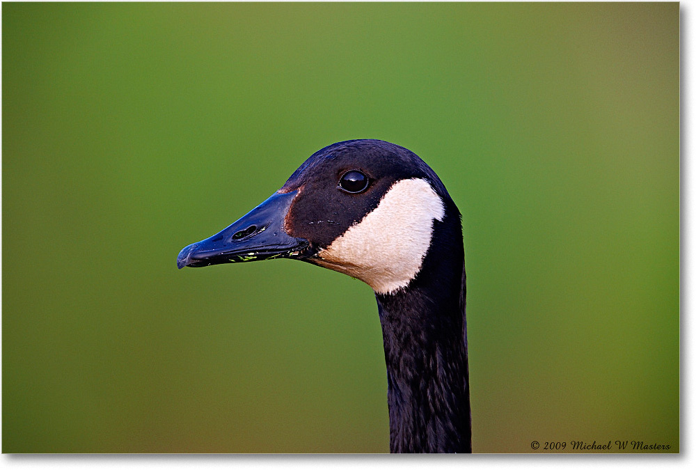 CanadaGoose_ChincoNWR_2009May_1S3A0118 copy