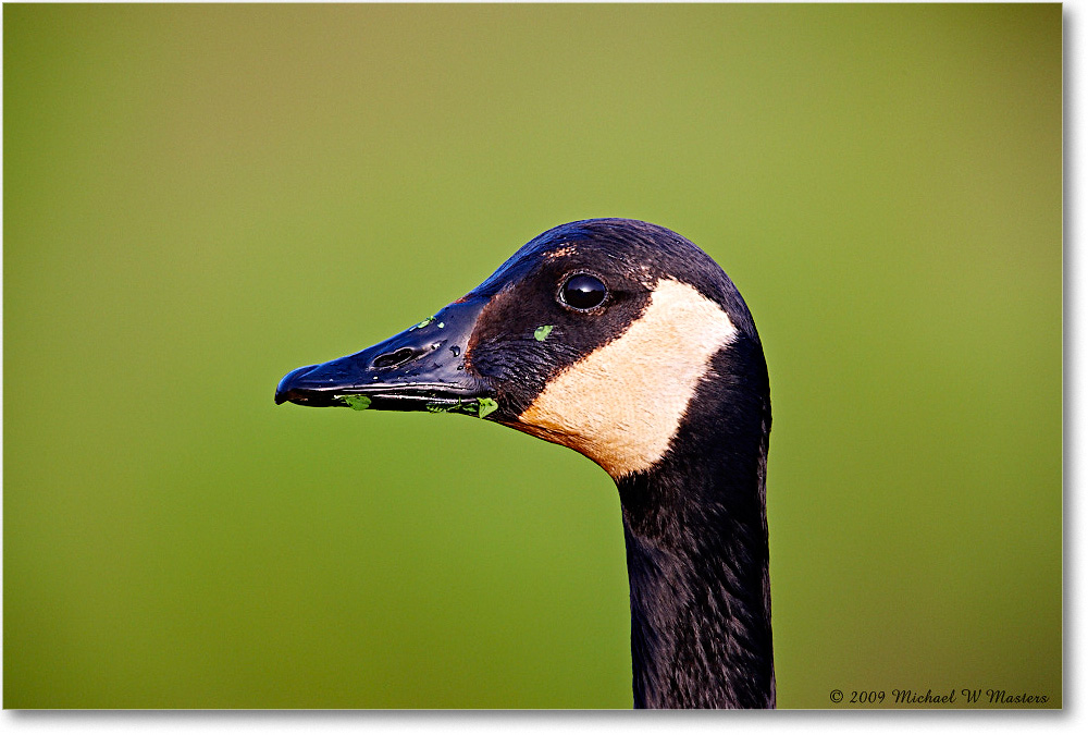 CanadaGoose_ChincoNWR_2009May_1S3A0135 copy