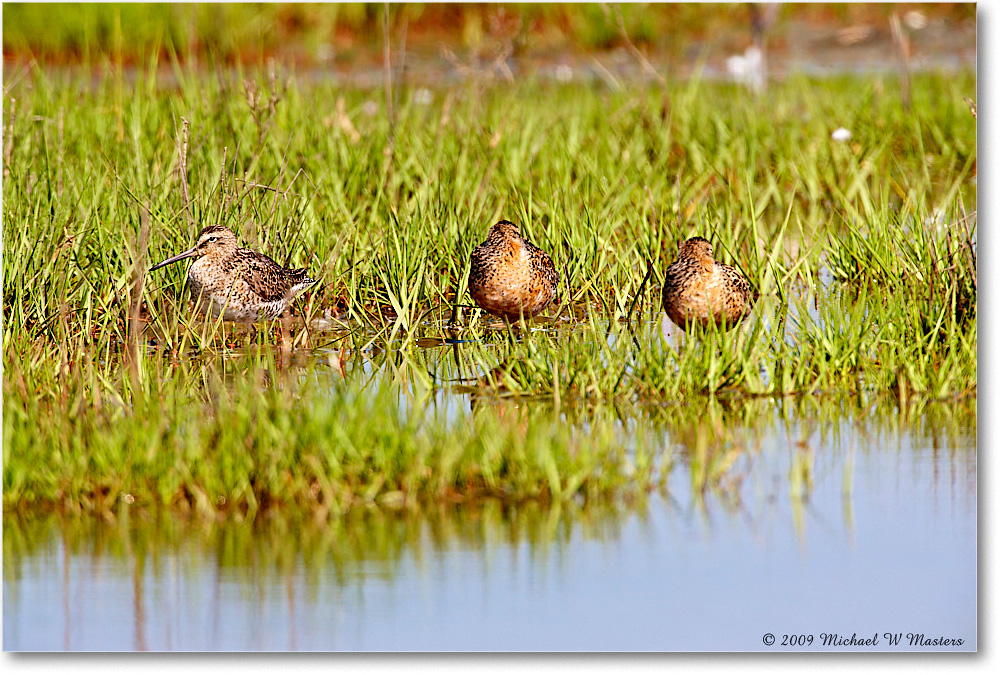 DowitchersShortBill_Assateague_2009May_1S3A0181 copy