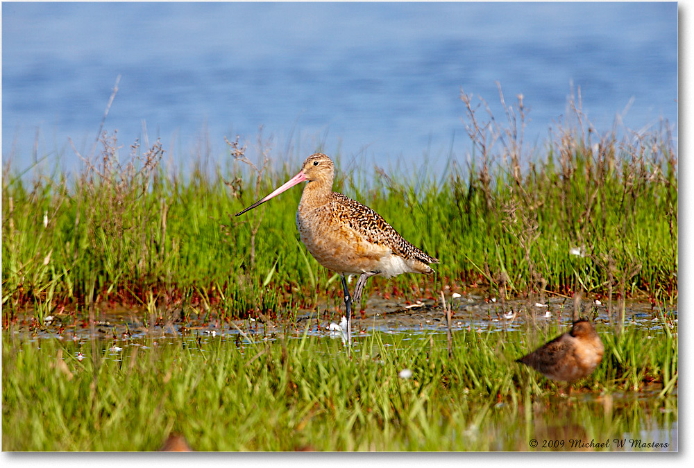 MarbledGodwit_Assateague_2009May_1S3A0180 copy