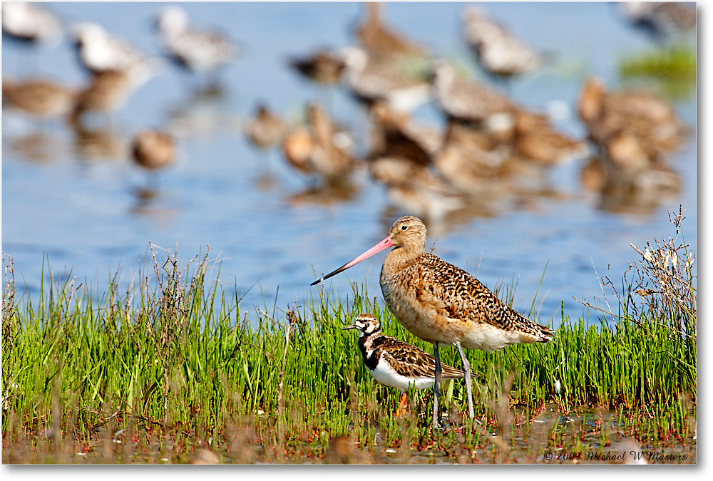 MarbledGodwit_Assateague_2009May_1S3A0216 copy