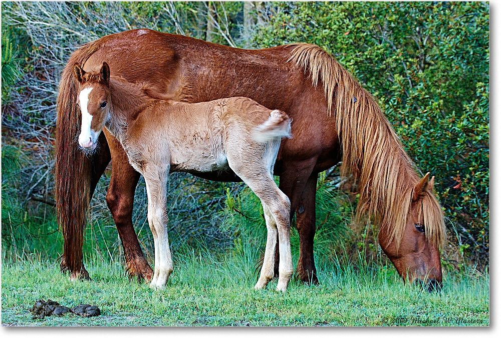 Pony&Foal_ChincoNWR_2009May_1D3A0005 copy
