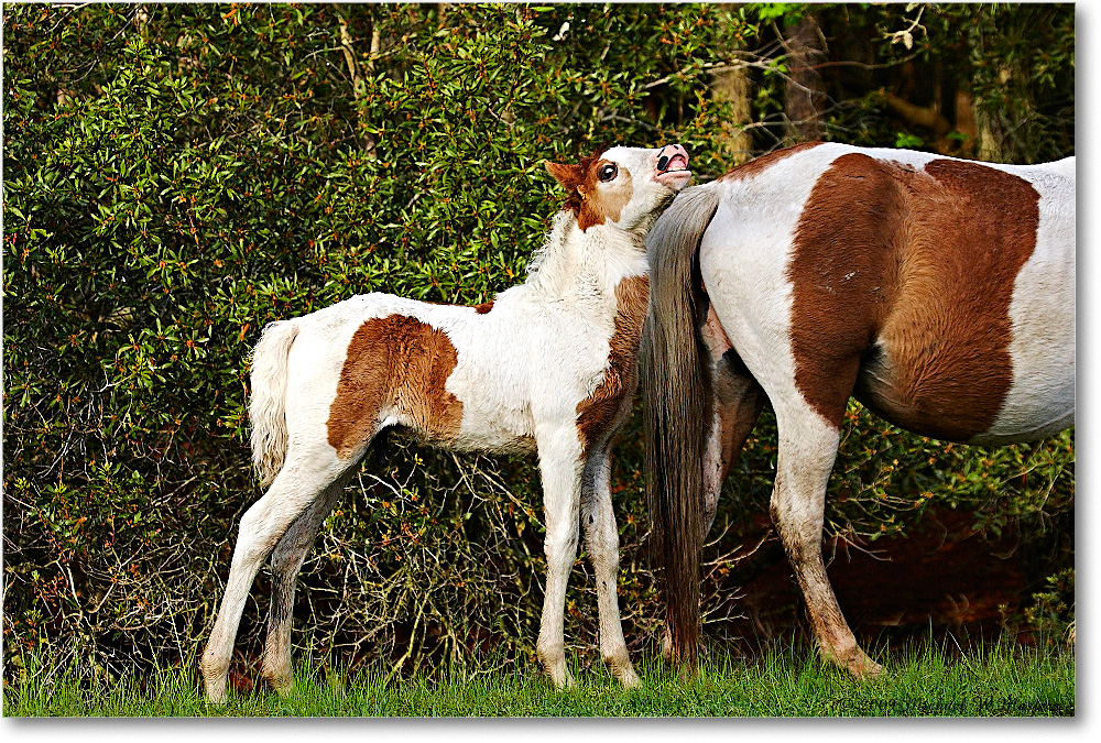 Pony&Foal_ChincoNWR_2009May_1D3A0050 copy