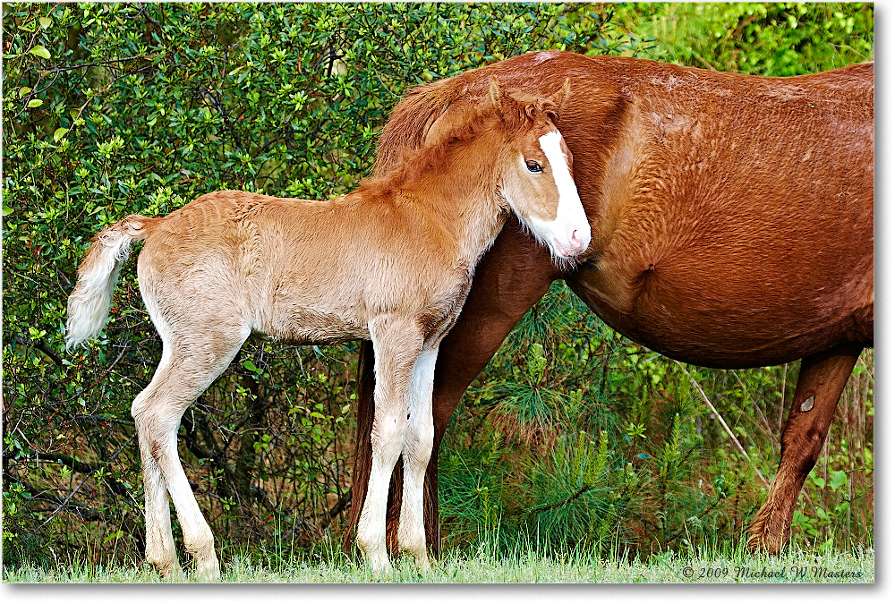 Pony&Foal_ChincoNWR_2009May_1D3A0063 copy
